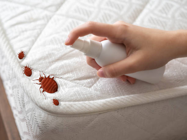 Best Local Pest Control Services  in Halesite, NY