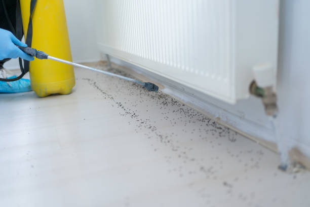 Best Flea Control Services  in Halesite, NY